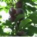 Гибрид абрикоса, сливы и персика Шарафуга синяя №2